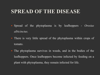 SPREAD OF THE DISEASE
 Spread of the phytoplasma is by leafhoppers - Orosius
albicinctus.
 There is very little spread of the phytoplasma within crops of
tomato.
 The phytoplasma survives in weeds, and in the bodies of the
leafhoppers. Once leafhoppers become infected by feeding on a
plant with phytoplasma, they remain infected for life.
 