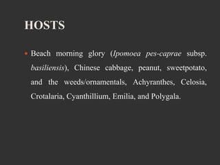 HOSTS
 Beach morning glory (Ipomoea pes-caprae subsp.
basiliensis), Chinese cabbage, peanut, sweetpotato,
and the weeds/ornamentals, Achyranthes, Celosia,
Crotalaria, Cyanthillium, Emilia, and Polygala.
 