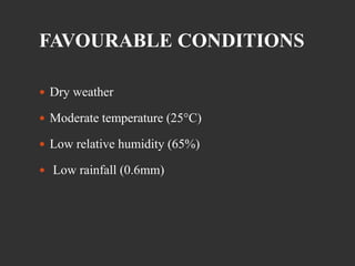FAVOURABLE CONDITIONS
 Dry weather
 Moderate temperature (25°C)
 Low relative humidity (65%)
 Low rainfall (0.6mm)
 