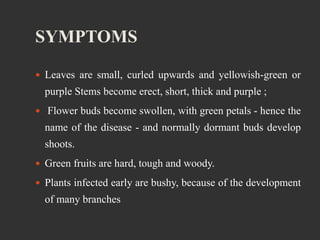 SYMPTOMS
 Leaves are small, curled upwards and yellowish-green or
purple Stems become erect, short, thick and purple ;
 Flower buds become swollen, with green petals - hence the
name of the disease - and normally dormant buds develop
shoots.
 Green fruits are hard, tough and woody.
 Plants infected early are bushy, because of the development
of many branches
 
