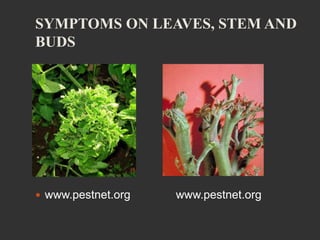 SYMPTOMS ON LEAVES, STEM AND
BUDS
 www.pestnet.org www.pestnet.org
 