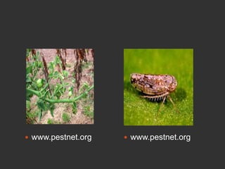  www.pestnet.org  www.pestnet.org
 