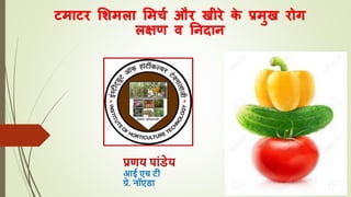 Tomato capsicum cucumber disease in Hindi ppt | PPTX