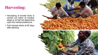 Harvesting:
• Harvesting of tomato fruits is
carried out either at breaker
stage or at half red depending
upon the market preference.
• First harvest starts at 60 days
after planting.
 