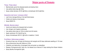 Major pests of Tomato
Thrips: Thrips tabaci
• Mechanically uproot the diseased plants and destroy them
• Use yellow sticky traps @ 15/ha
• Spray methyl demeton 25 EC @1lit/ha or dimethoate 30 EC @1lit/ha
Serpentine leaf miner: Liriomyza trifolii
• Leaf miner damage Mining in the leaf Dried leaves
• Collect and destroy mined leaves
• Spray NSKE 5%
Whitefly: Bemisia tabaci
• Uproot and destroy the diseased leaf curl plants
• Use nitrogen and irrigation judiciously.
• Use yellow sticky traps at 12/ha to attract and kill insects.
• Apply carbofuran 3% G @ 40 kg /ha
• Spray of dimethoate 30% E C @1ml/lt or malathion 1.5ml/lt.
Fruit Borer: Helicoverpa armigera
• Growing of trap crop -40 days old American tall marigold and 25 days oldtomato seedling at 1:16 rows
• Set up pheromone trap with Helilure at 12/ha
• Collection and destruction of damaged fruits and grown up caterpillars
• Release Trichogramma @ 1 lakh nos. /ha release at an interval of 7 days starting from flower initiation.
• Spray Bacillus thuringiensis 2g/lit.
 
