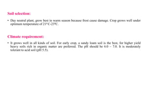 Soil selection:
• Day neutral plant, grow best in warm season because frost cause damage. Crop grows well under
optimum temperature of 210 C-230C.
Climate requirement:
• It grows well in all kinds of soil. For early crop, a sandy loam soil is the best, for higher yield
heavy soils rich in organic matter are preferred. The pH should be 6.0 – 7.0. It is moderately
tolerant to acid soil (pH 5.5).
 