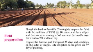 Field
preparation:
Plough the land to fine tilth. Thoroughly prepare the field
with the addition of FYM @ 10 t/acre and form ridges
and furrows at a spacing of 60 cm and for double row
form beds of 90 width on top.
Irrigate the furrows and transplant 25 days old seedlings
on the sides of ridges. Life irrigation to be given on 3rd
day of planting.
 