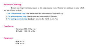 Season of sowing:
Tomato can be grown in any season as it is a day neutral plant. Three crops are taken in areas which
are not affected by frost.
1) For rainy-autumn crop: The seeds are sown in the month of June and July.
2) For autumn-winter crop: Seeds are sown in the month of Sep-Oct.
3) For spring-summer crop: Seeds are sown in the month of Jan-Feb.
Seed rate:
Varieties : 300-350 g / ha
Hybrids : 100-150 g / ha
Spacing:
60 x 30 cm
45 x 30 cm
 