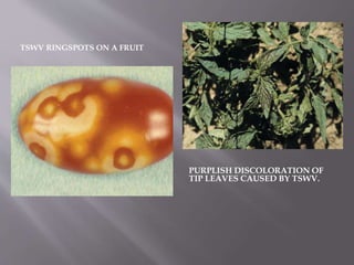 TSWV RINGSPOTS ON A FRUIT
PURPLISH DISCOLORATION OF
TIP LEAVES CAUSED BY TSWV.
 
