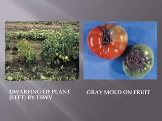 DWARFING OF PLANT
(LEFT) BY TSWV
GRAY MOLD ON FRUIT
 
