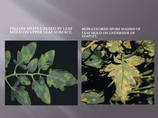 YELLOW SPOTS CAUSED BY LEAF
MOLD ON UPPER LEAF SURFACE.
BUFF-COLORED SPORE MASSES OF
LEAF MOLD ON UNDERSIDE OF
LEAFLET.
 