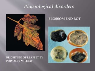 BLIGHTING OF LEAFLET BY
POWDERY MILDEW
BLOSSOM END ROT
Physiological disorders
 