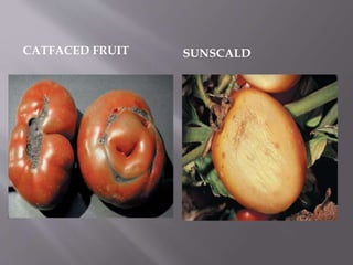 CATFACED FRUIT SUNSCALD
 