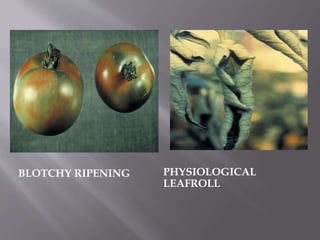 BLOTCHY RIPENING PHYSIOLOGICAL
LEAFROLL
 