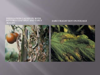 DEFOLIATION CAUSED BY BOTH
SEPTORIA LEAF SPOT AND EARLY
BLIGHT.
EARLY BLIGHT ROT ON FOLIAGE
 