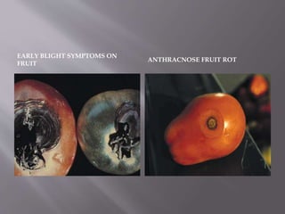 EARLY BLIGHT SYMPTOMS ON
FRUIT
ANTHRACNOSE FRUIT ROT
 