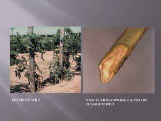 FUSARIUM WILT VASCULAR BROWNING CAUSED BY
FUSARIUM WILT
 