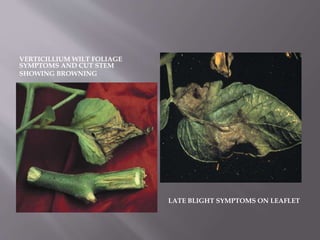 VERTICILLIUM WILT FOLIAGE
SYMPTOMS AND CUT STEM
SHOWING BROWNING
LATE BLIGHT SYMPTOMS ON LEAFLET
 