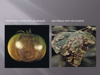 FRUIT ROT CAUSED BY LATE BLIGHT BACTERIAL SPOT ON LEAFLET
 