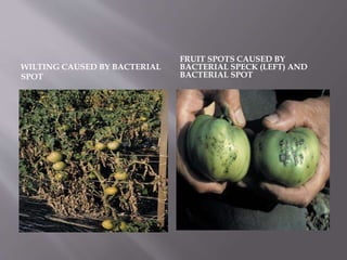 WILTING CAUSED BY BACTERIAL
SPOT
FRUIT SPOTS CAUSED BY
BACTERIAL SPECK (LEFT) AND
BACTERIAL SPOT
 
