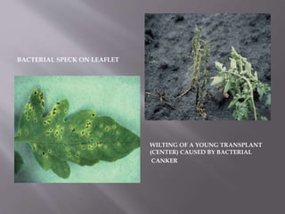 BACTERIAL SPECK ON LEAFLET
WILTING OF A YOUNG TRANSPLANT
(CENTER) CAUSED BY BACTERIAL
CANKER
 