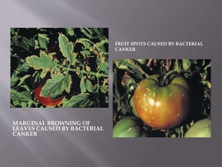 MARGINAL BROWNING OF
LEAVES CAUSED BY BACTERIAL
CANKER
FRUIT SPOTS CAUSED BY BACTERIAL
CANKER
 