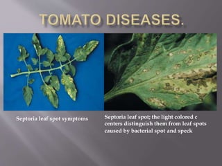 Septoria leaf spot symptoms Septoria leaf spot; the light colored c
centers distinguish them from leaf spots
caused by bacterial spot and speck
 