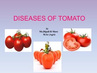 DISEASES OF TOMATO
By
Ms.Dipali R More
M.Sc (Agri)
 