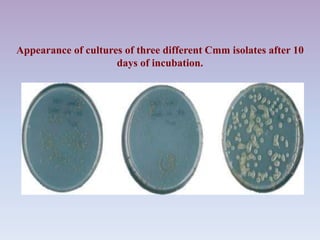 Appearance of cultures of three different Cmm isolates after 10
days of incubation.
 