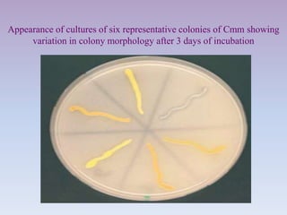 Appearance of cultures of six representative colonies of Cmm showing
variation in colony morphology after 3 days of incubation
 