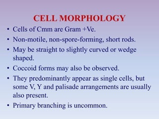CELL MORPHOLOGY
• Cells of Cmm are Gram +Ve.
• Non-motile, non-spore-forming, short rods.
• May be straight to slightly curved or wedge
shaped.
• Coccoid forms may also be observed.
• They predominantly appear as single cells, but
some V, Y and palisade arrangements are usually
also present.
• Primary branching is uncommon.
 