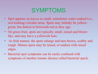 SYMPTOMS
• Spot appears on leaves as small, sometimes water-soaked (i.e.,
wet-looking) circular areas. Spots may initially be yellow-
green, but darken to brownish-red as they age.
• On green fruit, spots are typically small, raised and blister-
like, and may have a yellowish halo.
• As fruit mature, the spots enlarge and turn brown, scabby and
rough. Mature spots may be raised, or sunken with raised
edges.
• Bacterial spot symptoms can be easily confused with
symptoms of another tomato disease called bacterial speck.
 