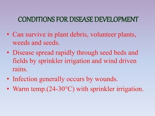 CONDITIONS FOR DISEASE DEVELOPMENT
• Can survive in plant debris, volunteer plants,
weeds and seeds.
• Disease spread rapidly through seed beds and
fields by sprinkler irrigation and wind driven
rains.
• Infection generally occurs by wounds.
• Warm temp.(24-30°C) with sprinkler irrigation.
 