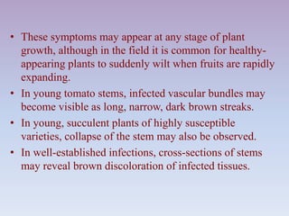 • These symptoms may appear at any stage of plant
growth, although in the field it is common for healthy-
appearing plants to suddenly wilt when fruits are rapidly
expanding.
• In young tomato stems, infected vascular bundles may
become visible as long, narrow, dark brown streaks.
• In young, succulent plants of highly susceptible
varieties, collapse of the stem may also be observed.
• In well-established infections, cross-sections of stems
may reveal brown discoloration of infected tissues.
 