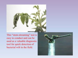 This “stem-streaming” test is
easy to conduct and can be
used as a valuable diagnostic
tool for quick detection of
bacterial wilt in the field.
 