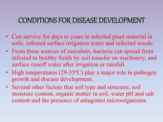 CONDITIONS FOR DISEASE DEVELOPMENT
• Can survive for days to years in infected plant material in
soils, infested surface irrigation water and infected weeds.
• From these sources of inoculum, bacteria can spread from
infested to healthy fields by soil transfer on machinery, and
surface runoff water after irrigation or rainfall.
• High temperatures (29-35ºC) play a major role in pathogen
growth and disease development.
• Several other factors that soil type and structure, soil
moisture content, organic matter in soil, water pH and salt
content and the presence of antagonist microorganisms.
 