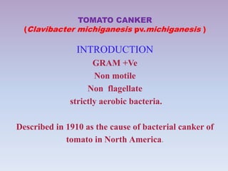 TOMATO CANKER
(Clavibacter michiganesis pv.michiganesis )
INTRODUCTION
GRAM +Ve
Non motile
Non flagellate
strictly aerobic bacteria.
Described in 1910 as the cause of bacterial canker of
tomato in North America.
 