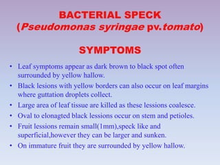 BACTERIAL SPECK
(Pseudomonas syringae pv.tomato)
SYMPTOMS
• Leaf symptoms appear as dark brown to black spot often
surrounded by yellow hallow.
• Black lesions with yellow borders can also occur on leaf margins
where guttation droplets collect.
• Large area of leaf tissue are killed as these lessions coalesce.
• Oval to elonagted black lessions occur on stem and petioles.
• Fruit lessions remain small(1mm),speck like and
superficial,however they can be larger and sunken.
• On immature fruit they are surrounded by yellow hallow.
 
