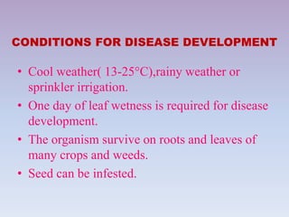 CONDITIONS FOR DISEASE DEVELOPMENT
• Cool weather( 13-25°C),rainy weather or
sprinkler irrigation.
• One day of leaf wetness is required for disease
development.
• The organism survive on roots and leaves of
many crops and weeds.
• Seed can be infested.
 