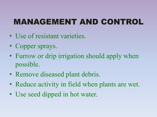 MANAGEMENT AND CONTROL
• Use of resistant varieties.
• Copper sprays.
• Furrow or drip irrigation should apply when
possible.
• Remove diseased plant debris.
• Reduce activity in field when plants are wet.
• Use seed dipped in hot water.
 