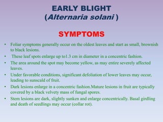 EARLY BLIGHT
(Alternaria solani )
SYMPTOMS
• Foliar symptoms generally occur on the oldest leaves and start as small, brownish
to black lesions.
• These leaf spots enlarge up to1.3 cm in diameter in a concentric fashion.
• The area around the spot may become yellow, as may entire severely affected
leaves.
• Under favorable conditions, significant defoliation of lower leaves may occur,
leading to sunscald of fruit.
• Dark lesions enlarge in a concentric fashion.Mature lesions in fruit are typically
covered by a black velvety mass of fungal spores.
• Stem lesions are dark, slightly sunken and enlarge concentrically. Basal girdling
and death of seedlings may occur (collar rot).
 
