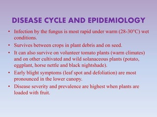 DISEASE CYCLE AND EPIDEMIOLOGY
• Infection by the fungus is most rapid under warm (28-30°C) wet
conditions.
• Survives between crops in plant debris and on seed.
• It can also survive on volunteer tomato plants (warm climates)
and on other cultivated and wild solanaceous plants (potato,
eggplant, horse nettle and black nightshade).
• Early blight symptoms (leaf spot and defoliation) are most
pronounced in the lower canopy.
• Disease severity and prevalence are highest when plants are
loaded with fruit.
 