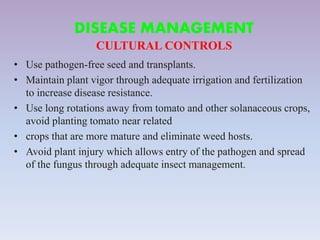 DISEASE MANAGEMENT
CULTURAL CONTROLS
• Use pathogen-free seed and transplants.
• Maintain plant vigor through adequate irrigation and fertilization
to increase disease resistance.
• Use long rotations away from tomato and other solanaceous crops,
avoid planting tomato near related
• crops that are more mature and eliminate weed hosts.
• Avoid plant injury which allows entry of the pathogen and spread
of the fungus through adequate insect management.
 