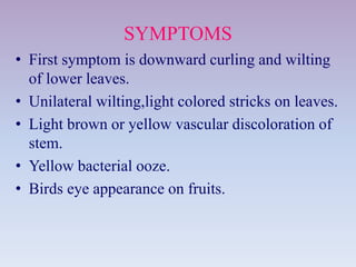 SYMPTOMS
• First symptom is downward curling and wilting
of lower leaves.
• Unilateral wilting,light colored stricks on leaves.
• Light brown or yellow vascular discoloration of
stem.
• Yellow bacterial ooze.
• Birds eye appearance on fruits.
 