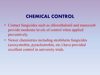 CHEMICAL CONTROL
• Contact fungicides such as chlorothalonil and mancozeb
provide moderate levels of control when applied
preventively.
• Newer chemistries including strobilurin fungicides
(azoxystrobin, pyraclostrobin, etc.) have provided
excellent control in university trials.
 