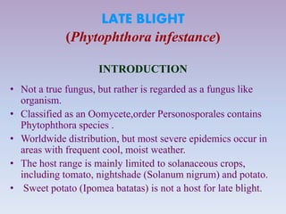 LATE BLIGHT
(Phytophthora infestance)
INTRODUCTION
• Not a true fungus, but rather is regarded as a fungus like
organism.
• Classified as an Oomycete,order Personosporales contains
Phytophthora species .
• Worldwide distribution, but most severe epidemics occur in
areas with frequent cool, moist weather.
• The host range is mainly limited to solanaceous crops,
including tomato, nightshade (Solanum nigrum) and potato.
• Sweet potato (Ipomea batatas) is not a host for late blight.
 