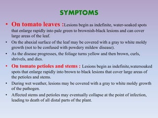 SYMPTOMS
• On tomato leaves :Lesions begin as indefinite, water-soaked spots
that enlarge rapidly into pale green to brownish-black lesions and can cover
large areas of the leaf.
• On the abaxial surface of the leaf may be covered with a gray to white moldy
growth (not to be confused with powdery mildew disease).
• As the disease progresses, the foliage turns yellow and then brown, curls,
shrivels, and dies.
• On tomato petioles and stems : Lesions begin as indefinite,watersoaked
spots that enlarge rapidly into brown to black lesions that cover large areas of
the petioles and stems.
• During wet weather, lesions may be covered with a gray to white moldy growth
of the pathogen.
• Affected stems and petioles may eventually collapse at the point of infection,
leading to death of all distal parts of the plant.
 