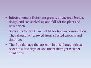 • Infected tomato fruits turn greasy, olivaceous-brown,
decay, and can shrivel up and fall off the plant and
never ripen.
• Such infected fruits are not fit for human consumption.
They should be removed from affected gardens and
destroyed.
• The fruit damage that appears in this photograph can
occur in a few days or less under the right weather
conditions.
 