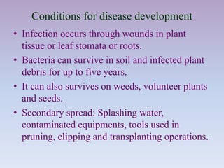 Conditions for disease development
• Infection occurs through wounds in plant
tissue or leaf stomata or roots.
• Bacteria can survive in soil and infected plant
debris for up to five years.
• It can also survives on weeds, volunteer plants
and seeds.
• Secondary spread: Splashing water,
contaminated equipments, tools used in
pruning, clipping and transplanting operations.
 
