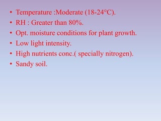• Temperature :Moderate (18-24°C).
• RH : Greater than 80%.
• Opt. moisture conditions for plant growth.
• Low light intensity.
• High nutrients conc.( specially nitrogen).
• Sandy soil.
 